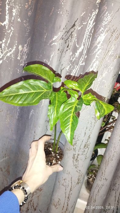 Продается Шикарный Сингониум Ангустатум