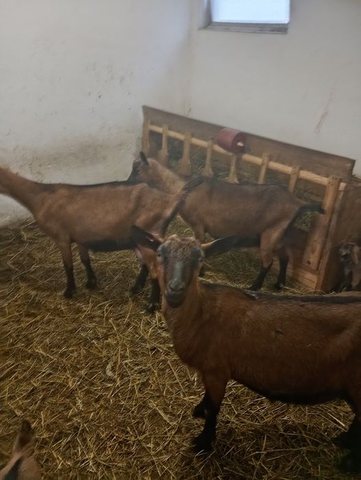 Vând capre alpina franceza