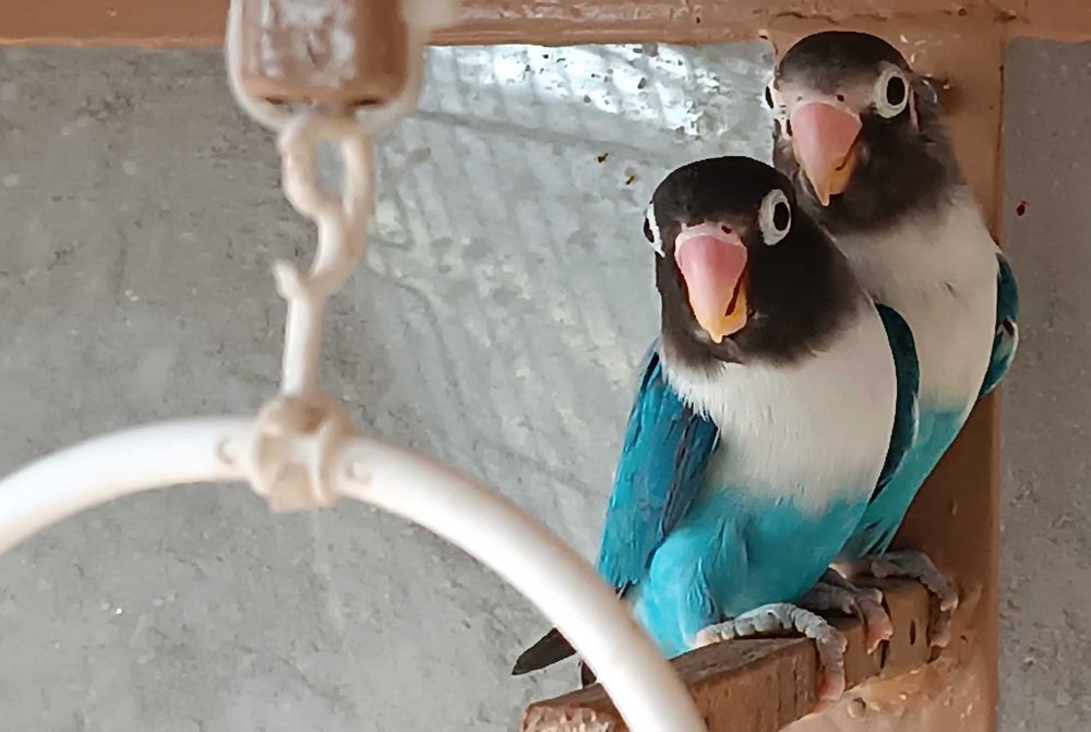 2 perechi papagali Agapornis + colivie mare cu 2 cuiburi