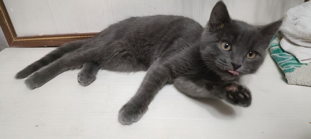 Отдам котенка в добрые руки