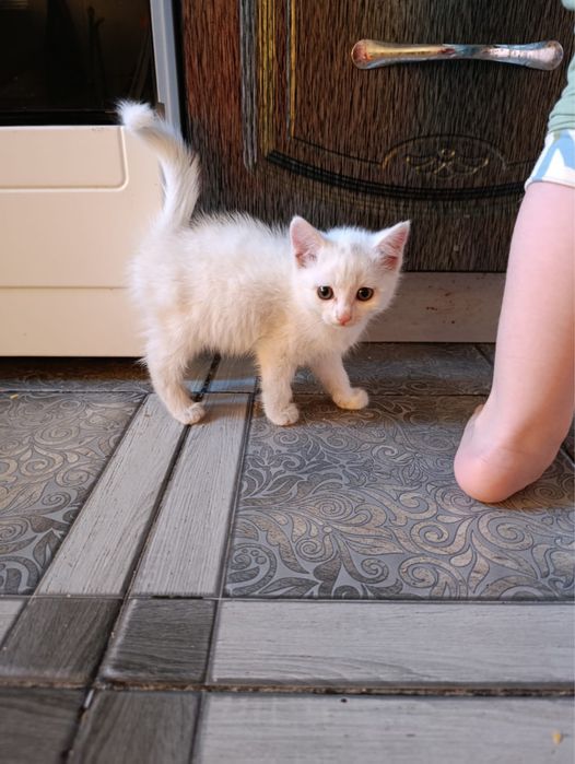 Отдам малышку в хорошие руки