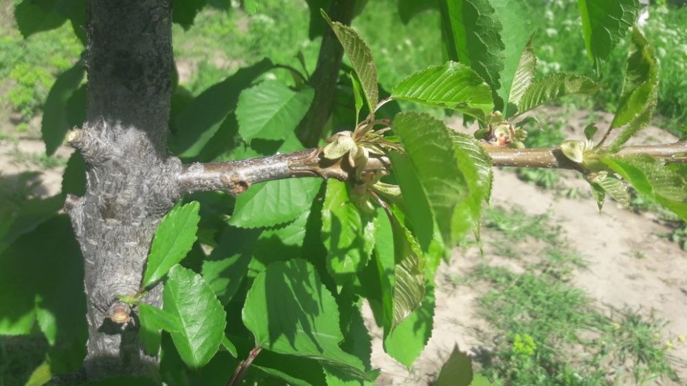 Секатор првивичное