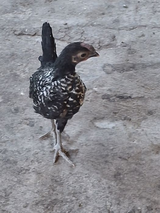 Продам карликовых курей