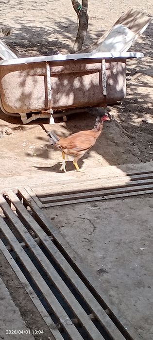 Bir juft dakan sotiladi