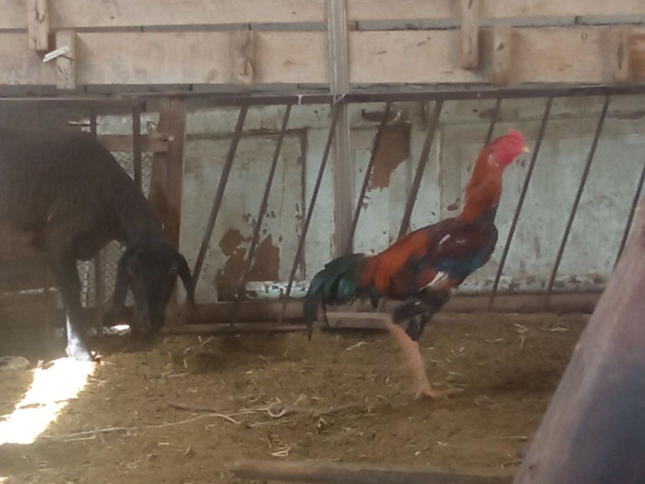 Дакан хоруз ва товуклар сотилади