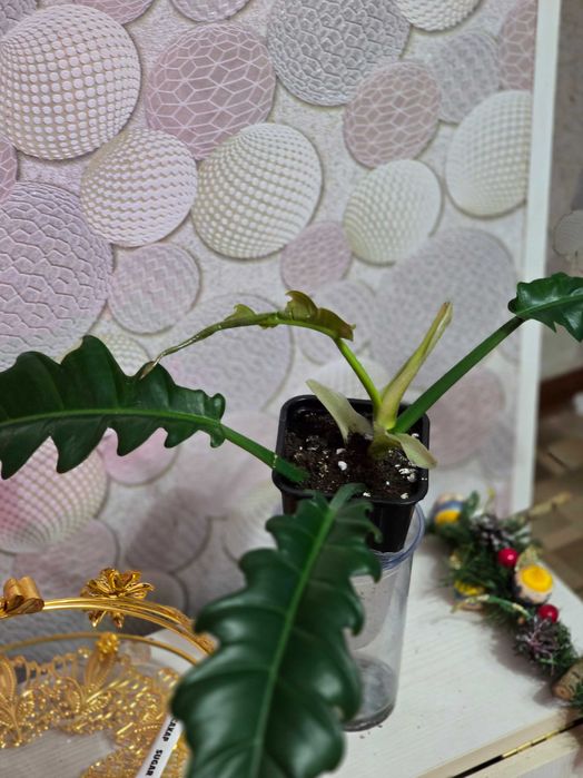 Комнатные цветы. Филодендрон. Драцена