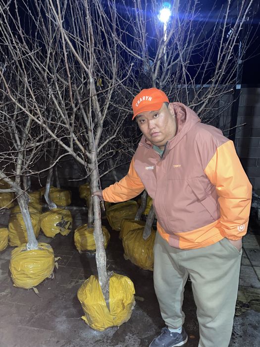 Яблони и груши 5 летки