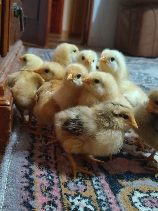 Pui Kabir 12 bucăți