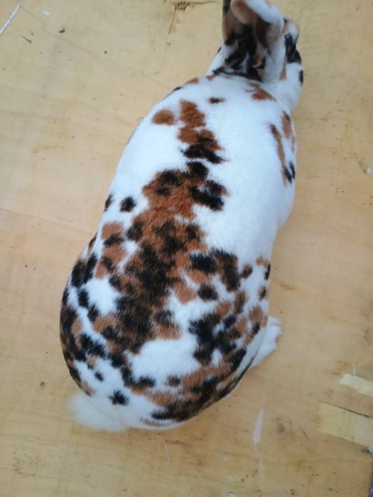 Iepurași Rex tricolor femele gestante cu pui după ele și masculi