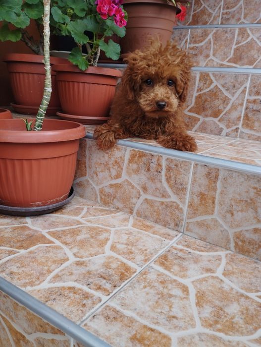 Той Пудел Toy Poodle.