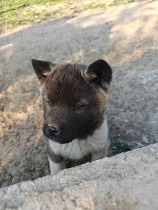 Cățel Akita american