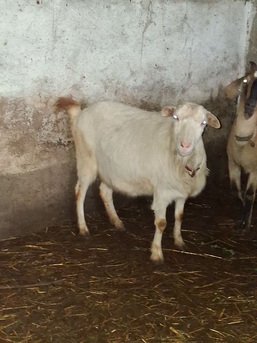 Vindem capra gestantă