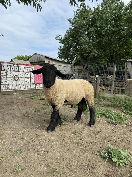 Vand sau schimb berbec sufflok