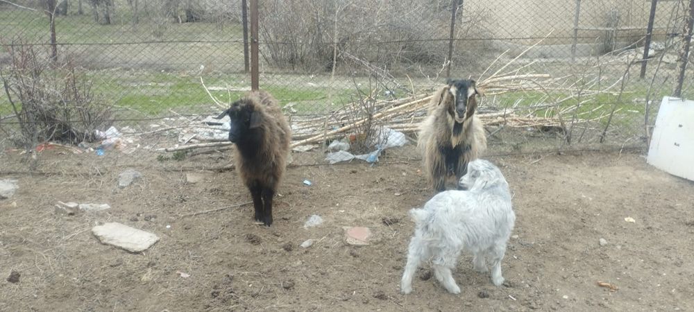 Ешкі лақ сатылады