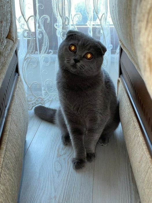 Продам двух кошек