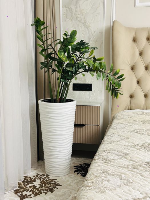 Замиокулькас ( долоровое дерево)