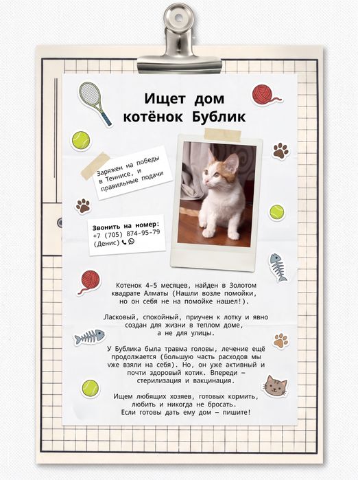 Ищем дом для котенка
