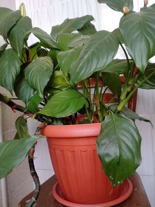 Комнатные растения