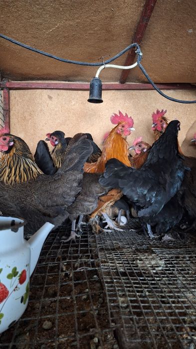 Карликовый куры БЕНТАМКИ