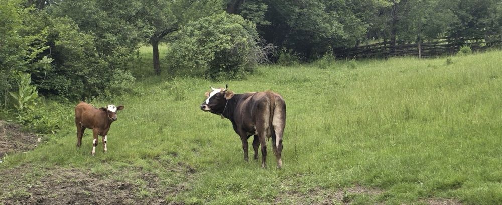 Vacă cu vitica de 3 luni