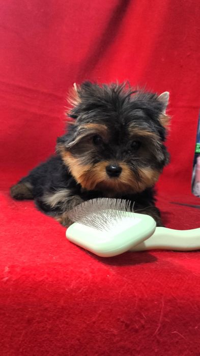 Клубные щенки Йорка!