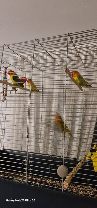 Papagali agapornis 250 lei perechea.