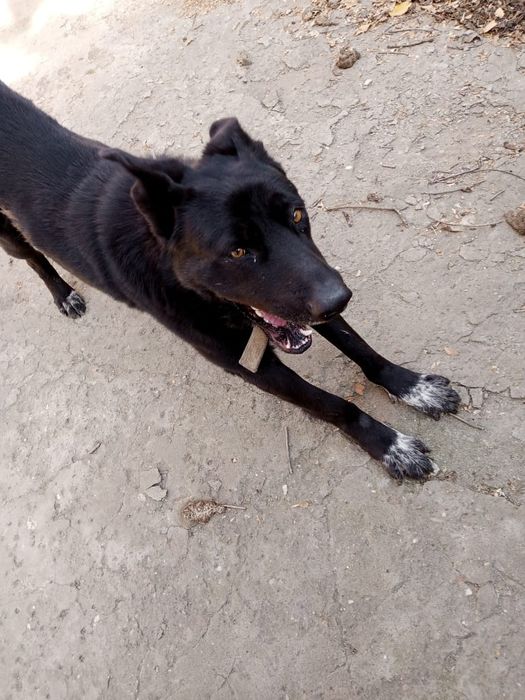 Собачка в добрые,ответственные  руки