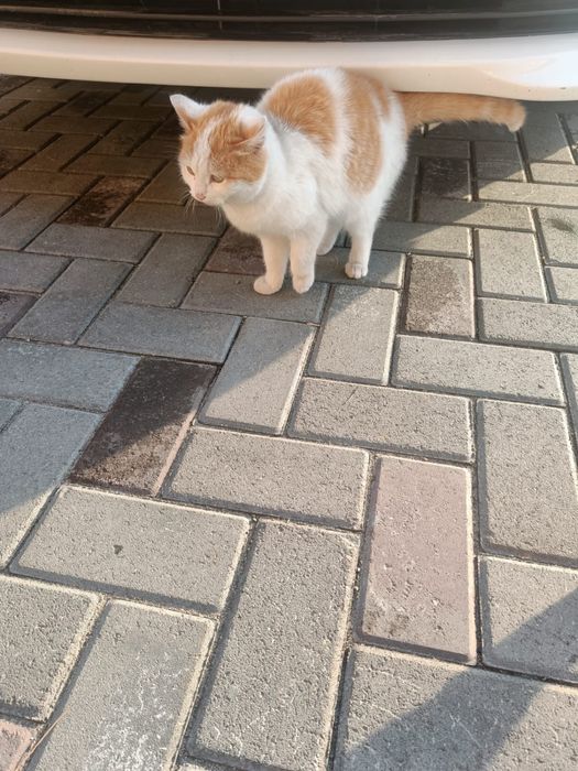 Отдам бесплатно котенка, мальчик