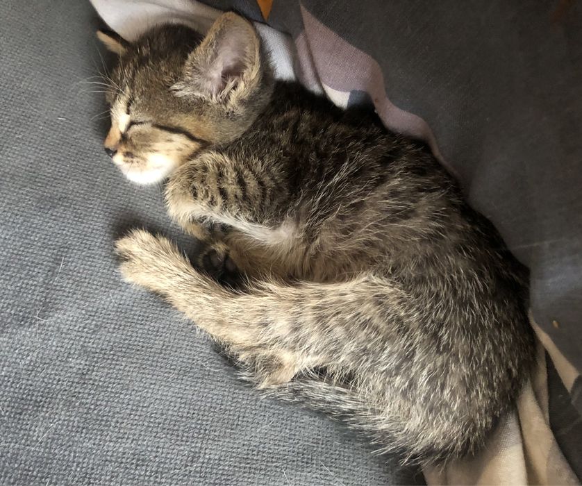 Котёнок в добрые руки