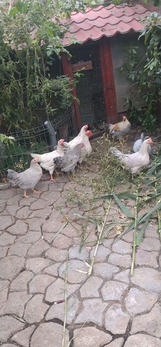 Oferta specială familii de puicuțe tinere