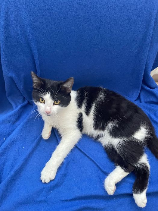 Кот бесплатно в добрые руки