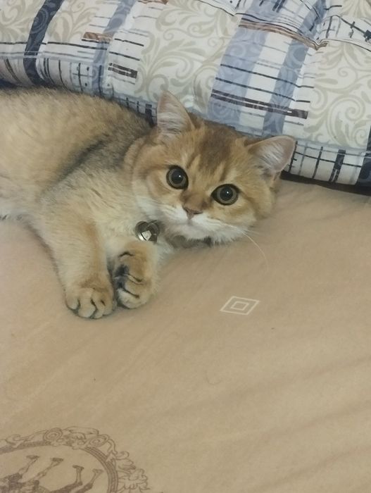 Британская золотая Шиншилла