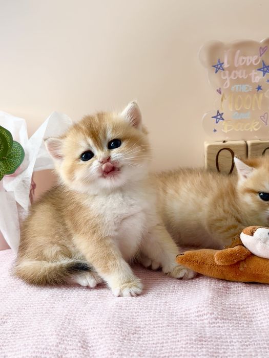 Котята Бритаские Шиншиллы