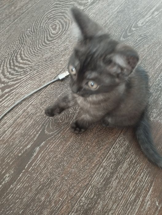 Отдам котенка метиска в добрые руки