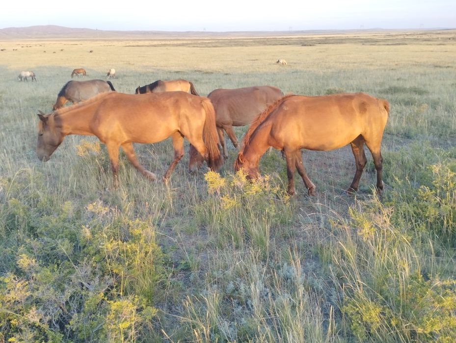 4 жасар ту биелер сатылады