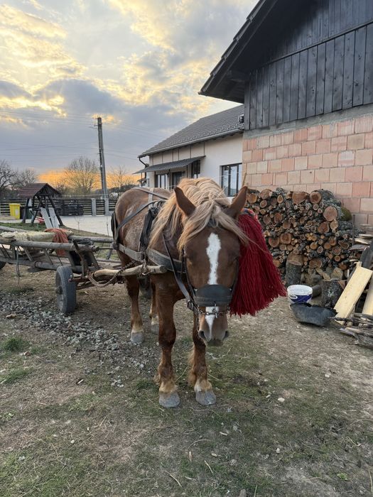 Cal de vanzare de 2,5 ani