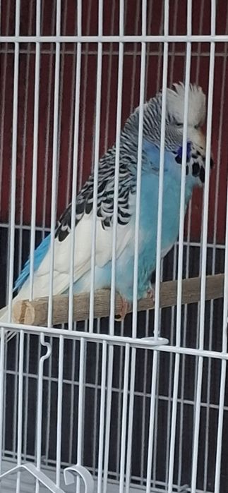 Perusi standard perchi formate