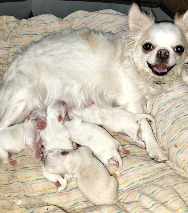 щенки чихуахуа , Резерв