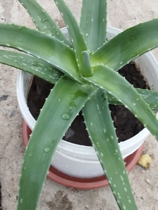 Алоэ столетник 7 лет