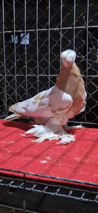 Голубкааааааа аааа