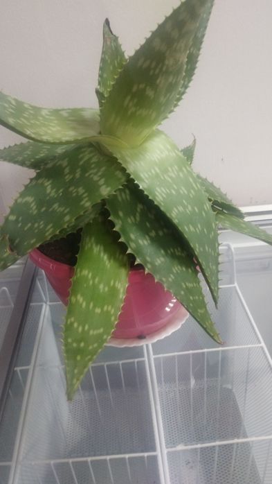 Vând ghiveci cu Aloe Vera