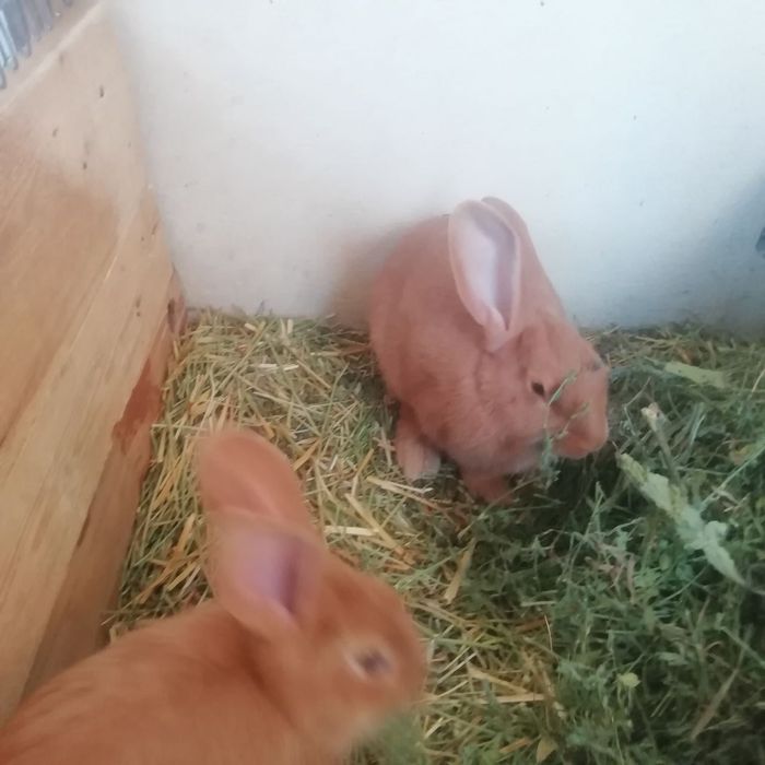 Бургундские кролики 300 000 сум