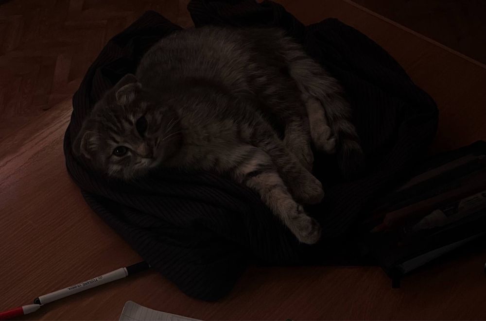 Кот котенок мальчик в самые любящие руки