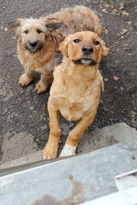 Щенки в добрые руки