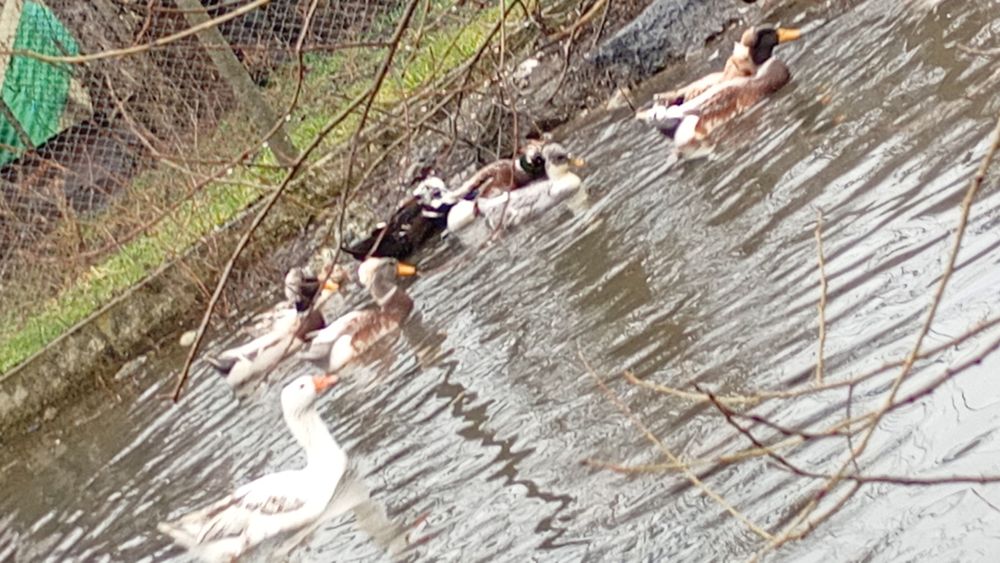 Vând ouă de rață moțată