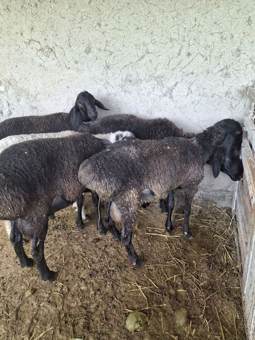 Qazoqi qoʻchqorlar narhiga kelishamiz.