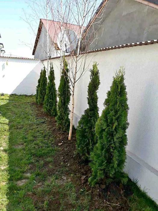 Plante decorative Tuia Smarald Columnaris