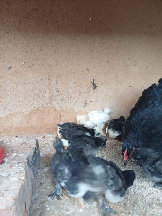 Япон чойнак товук