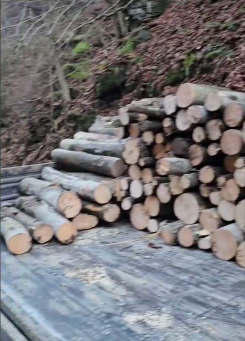 Lemn de foc fag rotund