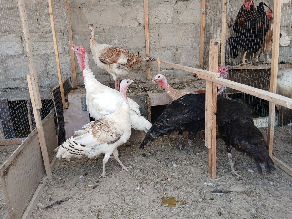 Kurkalar sotiladi modalar 400 ming narlar 500 ming sog'lom